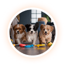 Hundetraining-Sitzungen