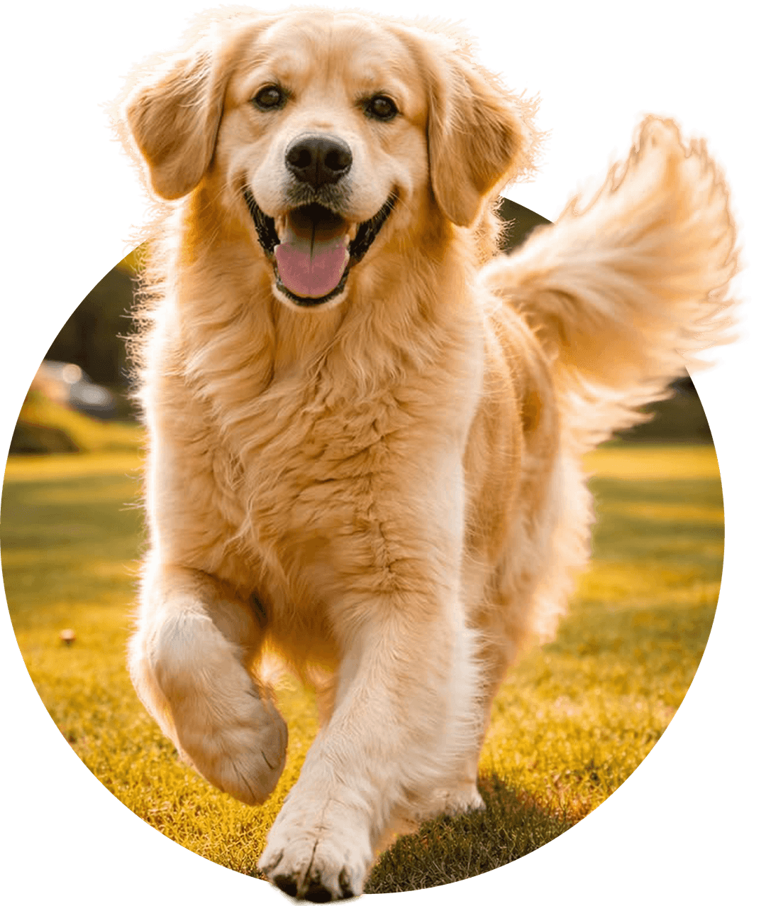 Dog Translator FAQ illustration